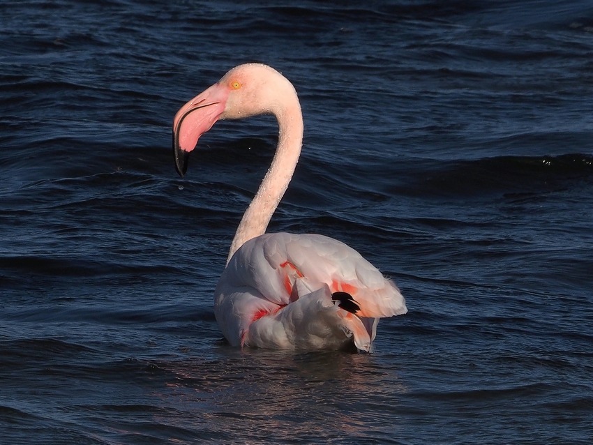 Fenicottero rosa (Phoenicopterus roseus)